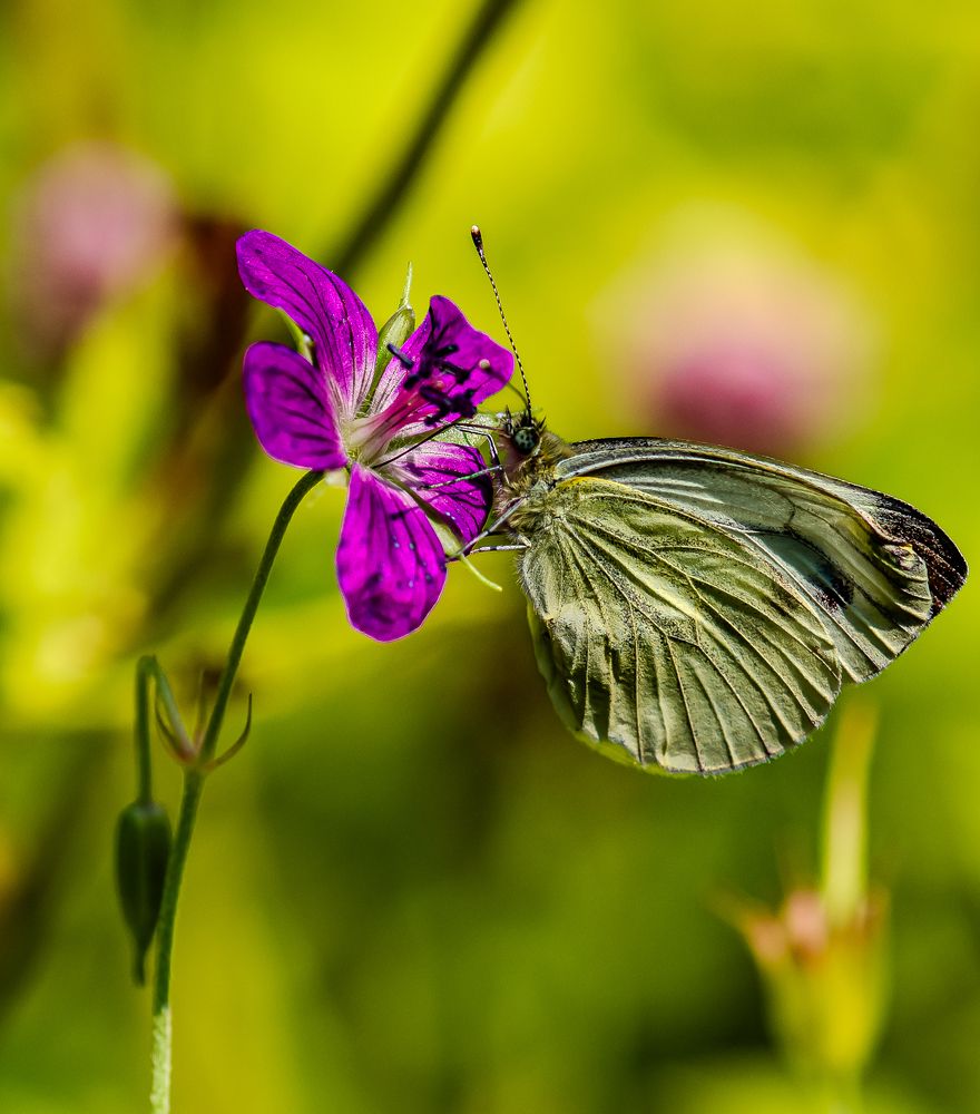 Фотография автора Виктор Парщиков