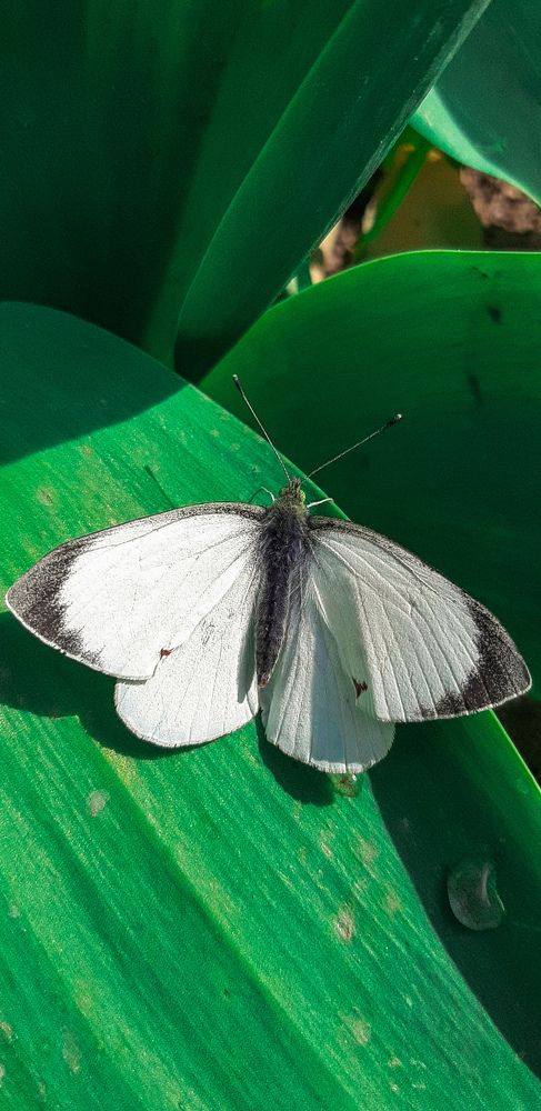 Photograph by Саламбек Ханкушов