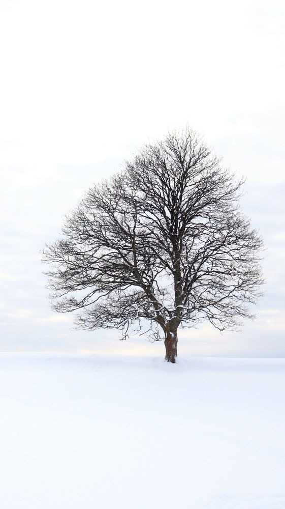 The silence of the white.