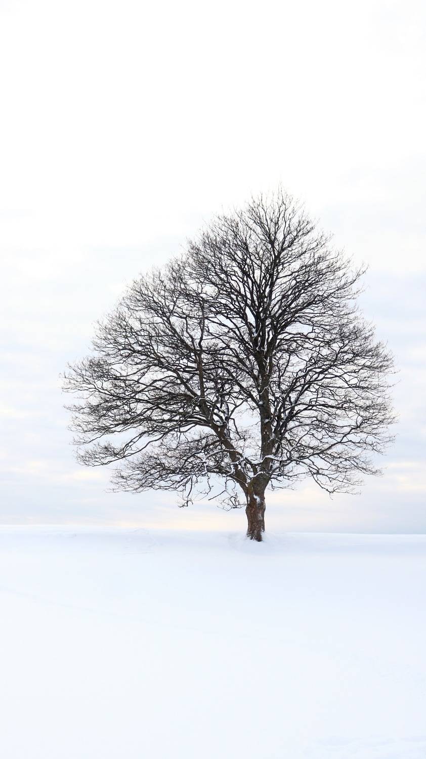 The silence of the white.