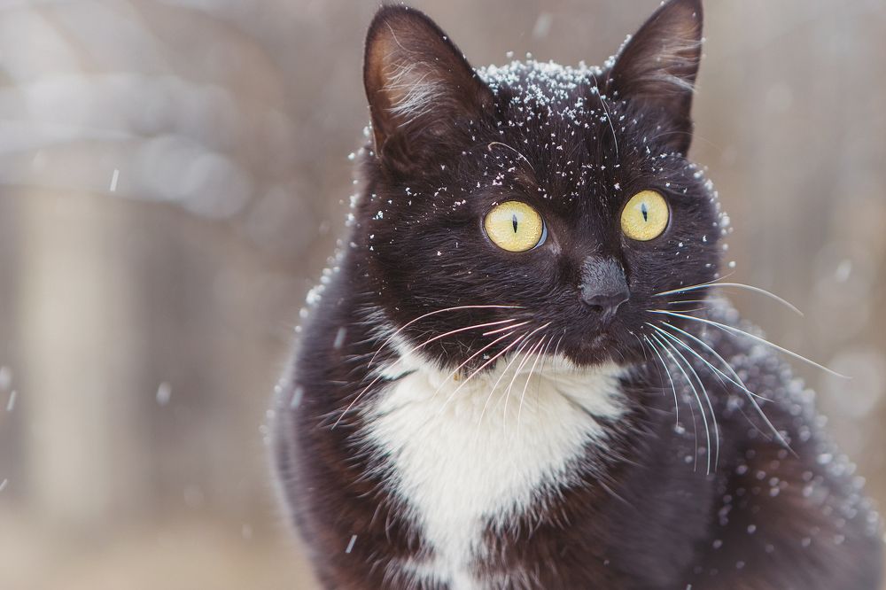 Photograph by Татьяна Нестеренко