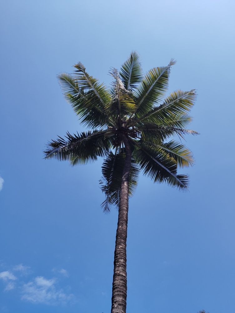 Coconut Tree