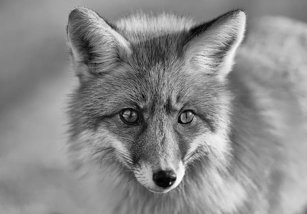 Photograph by Negulescu Mircea