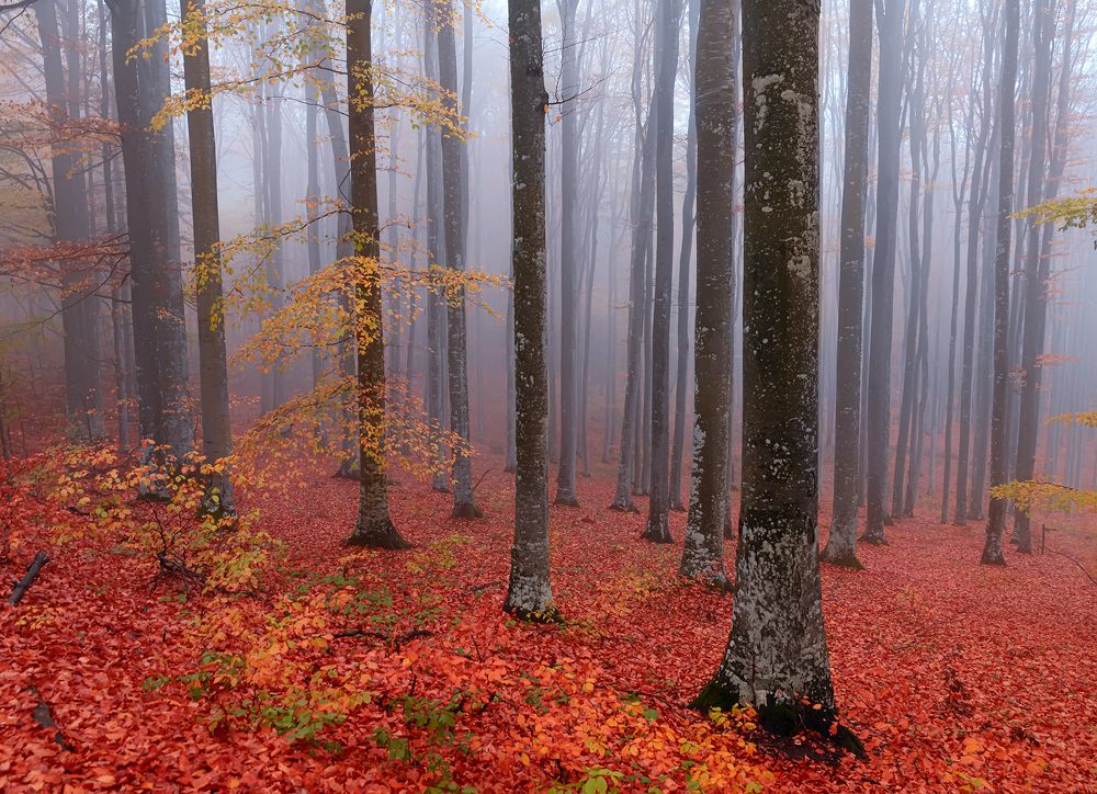 Photograph by Negulescu Mircea