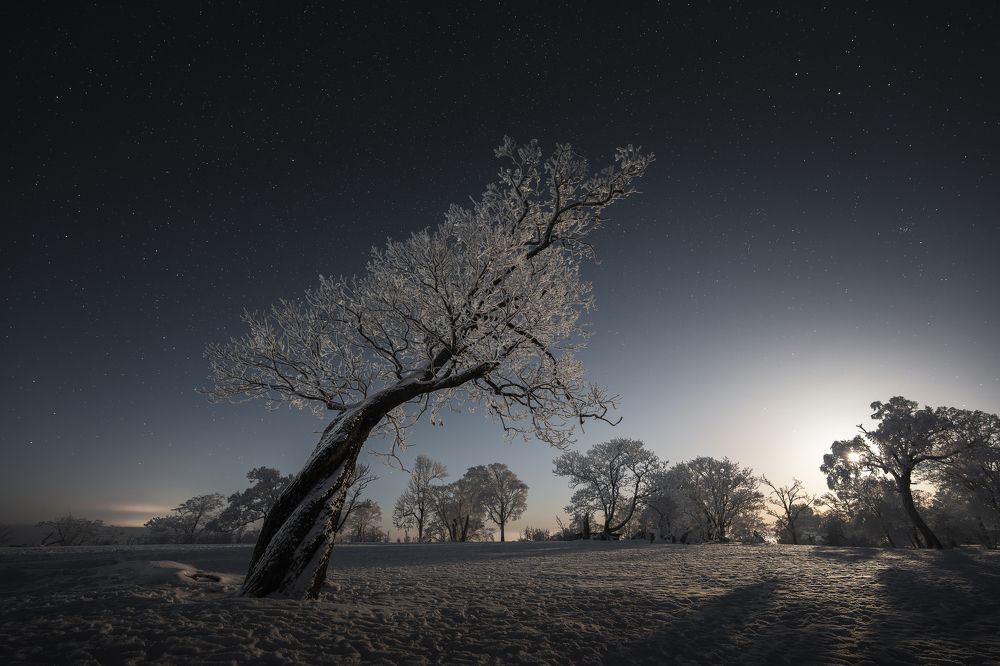 the king of the trees