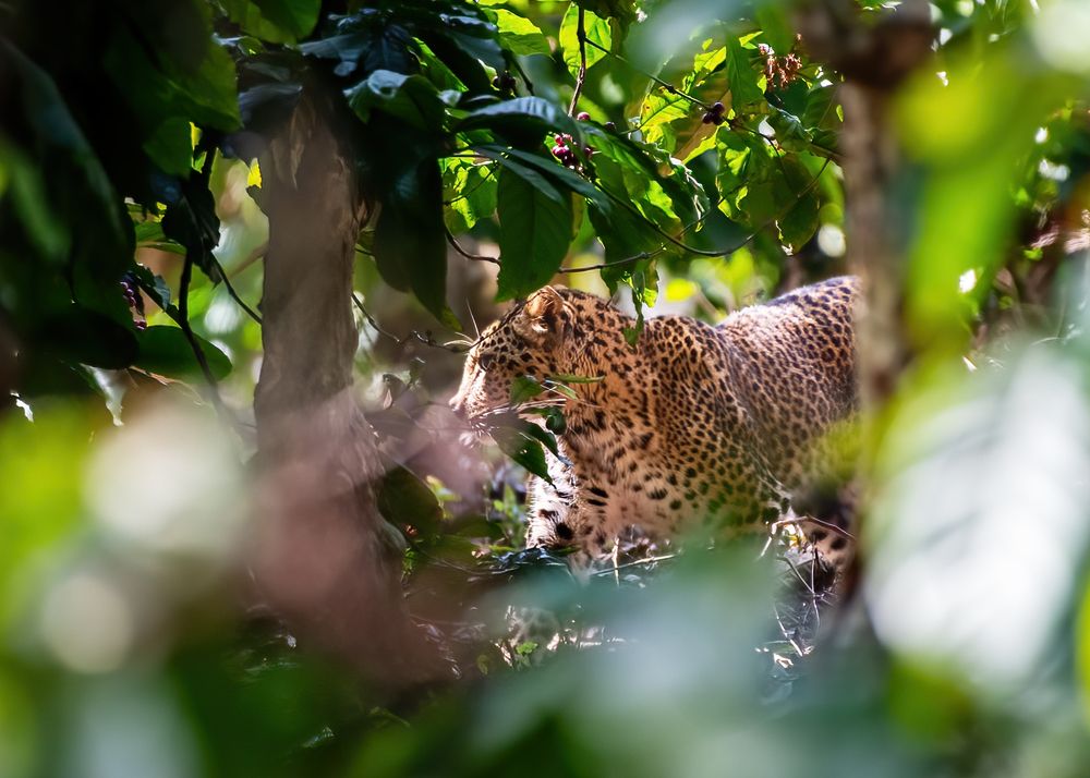 Photograph by Jithindev P B