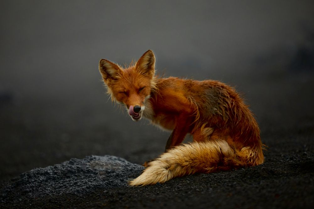 Фотография автора Boris Konovalov