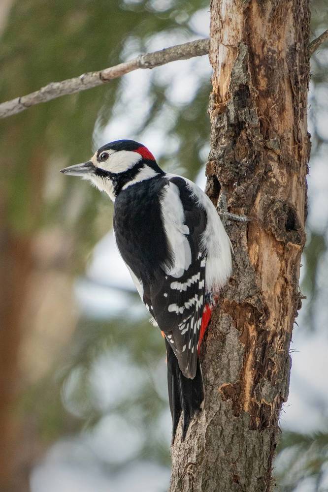 Photograph by Высотских Владимир