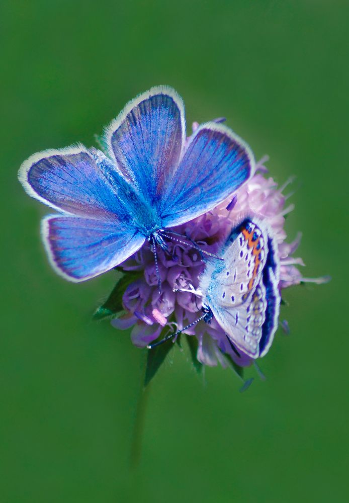 Голубянки Аргус