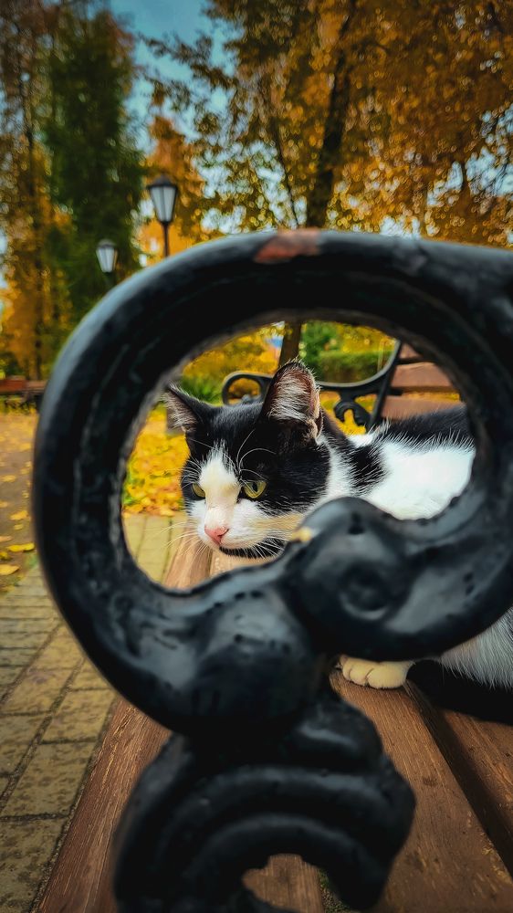 В осеннем парке