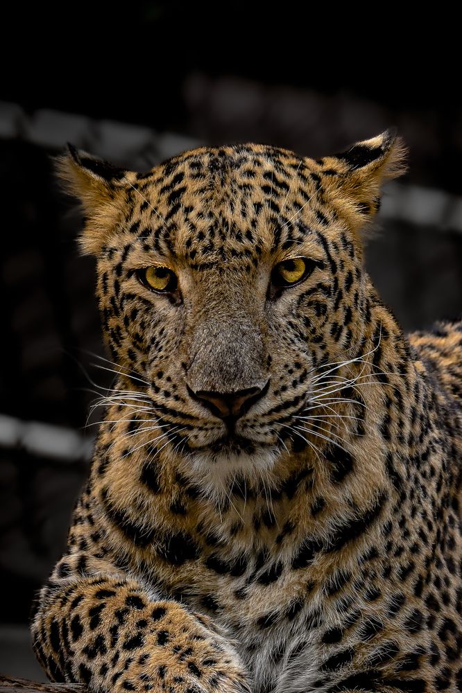 Фотография автора Aadi Saxena