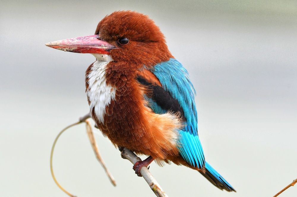 Photograph by SRIMANTA RAY