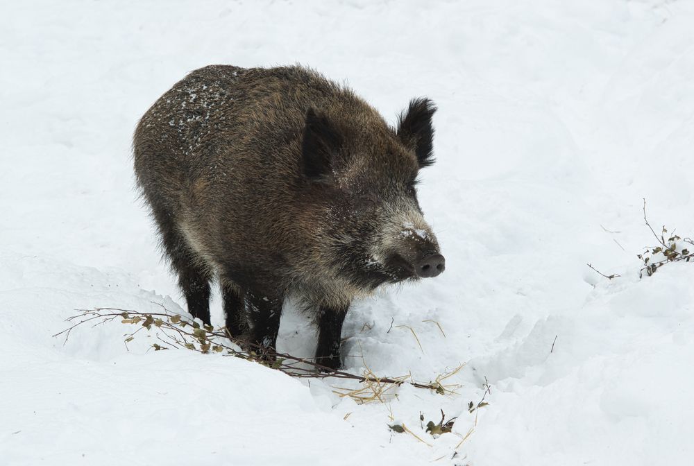 Wild boar in winter