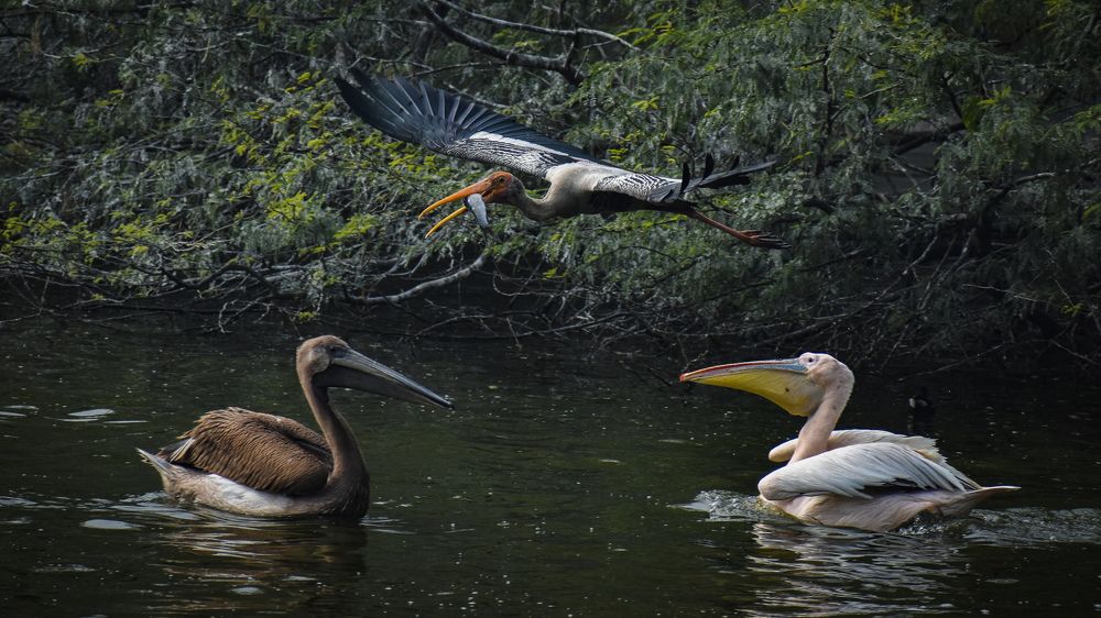 Фотография автора Aadi Saxena