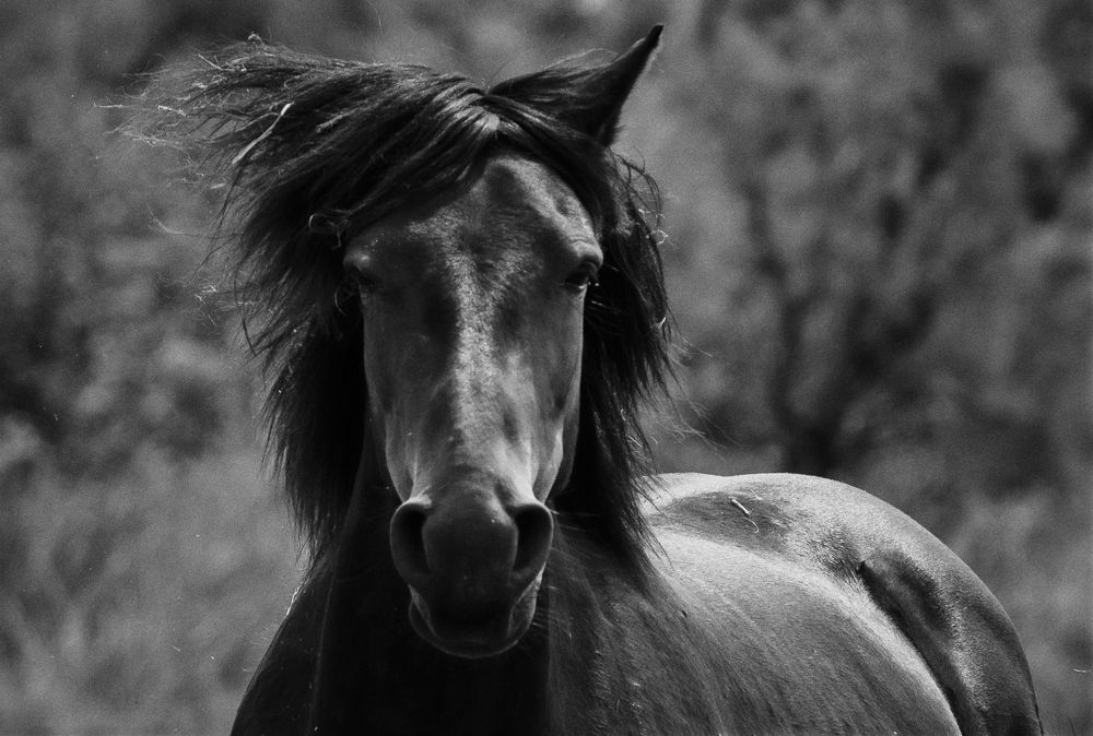 Camargo foal. France, Provence