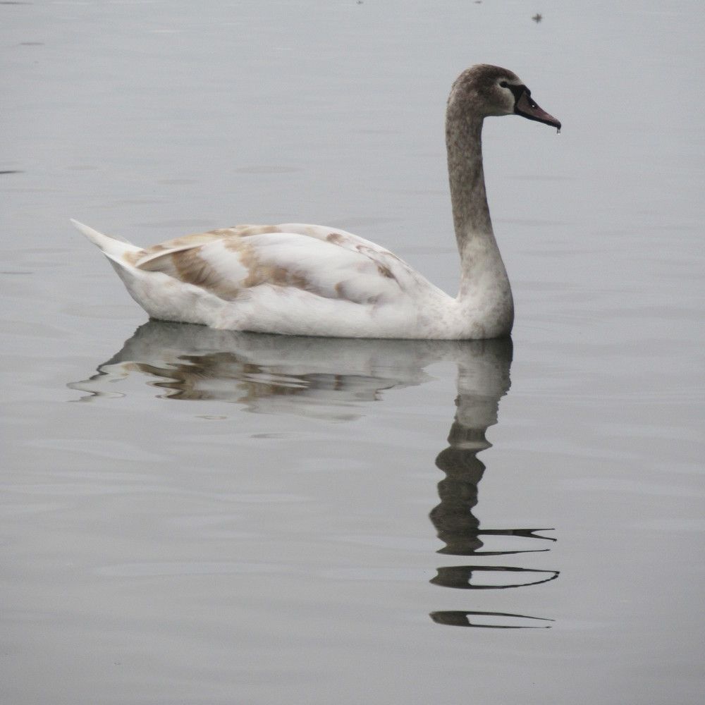 Photograph by Ирина Шведчикова