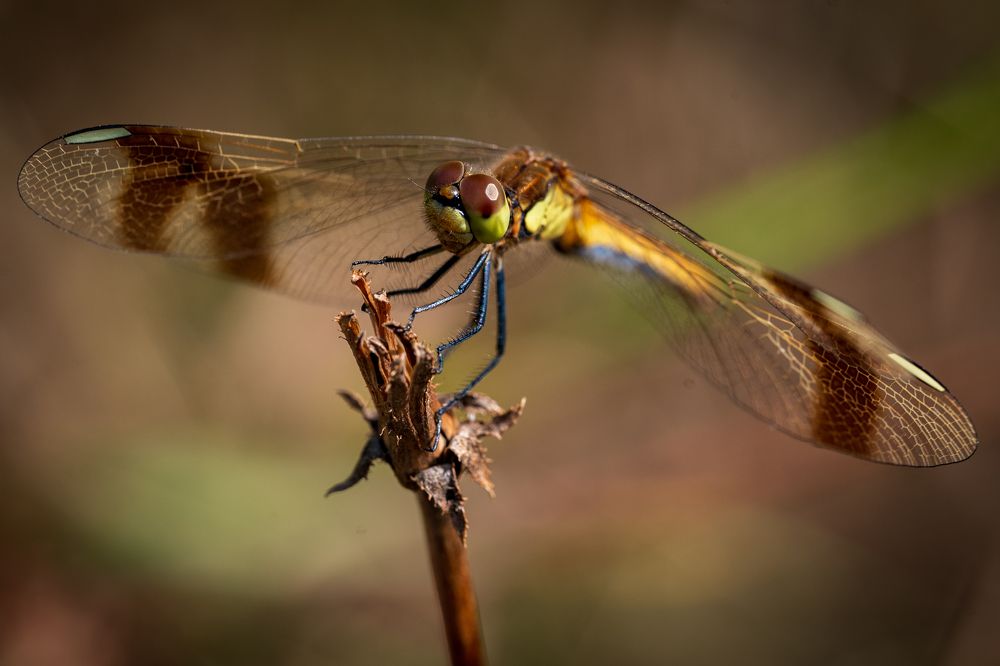 Фотография автора Дмитрий Referee