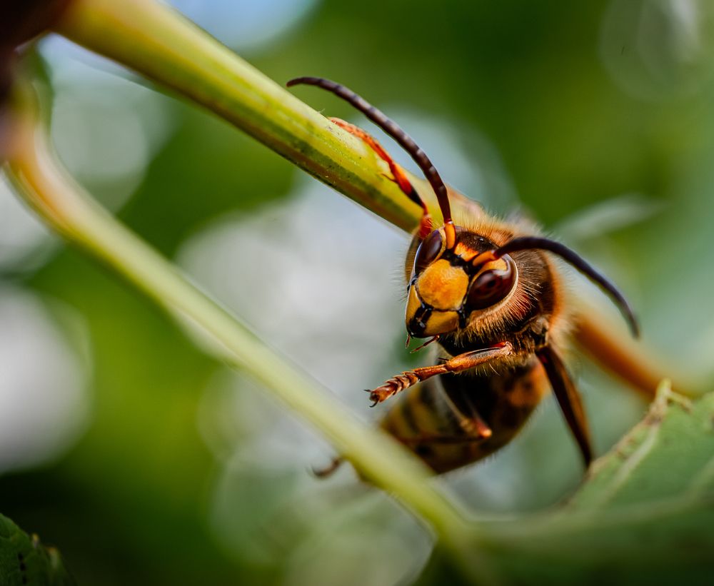 Фотография автора Виктор Парщиков