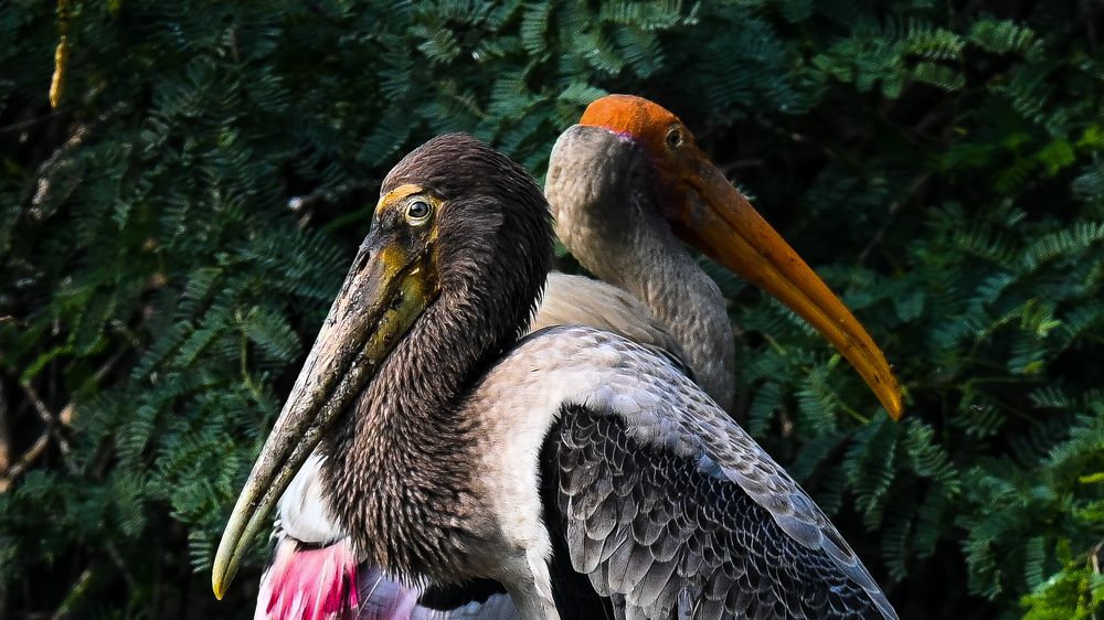 Фотография автора Aadi Saxena