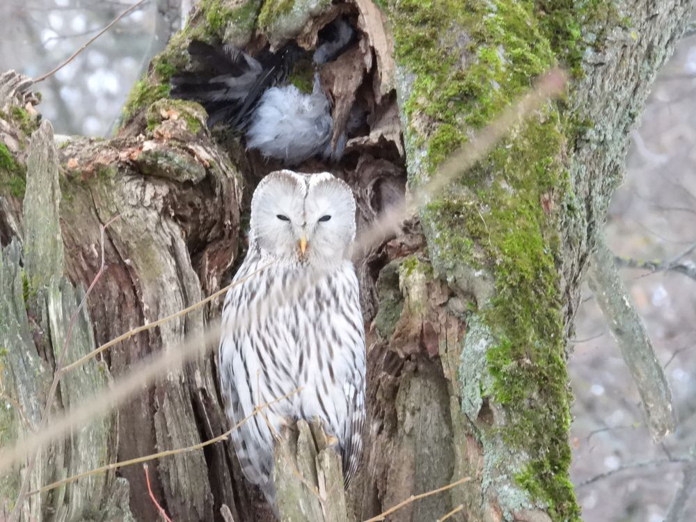сова Длиннохвостая Неясыть