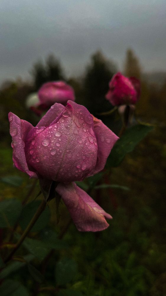 Photograph by Алиса Чугунова