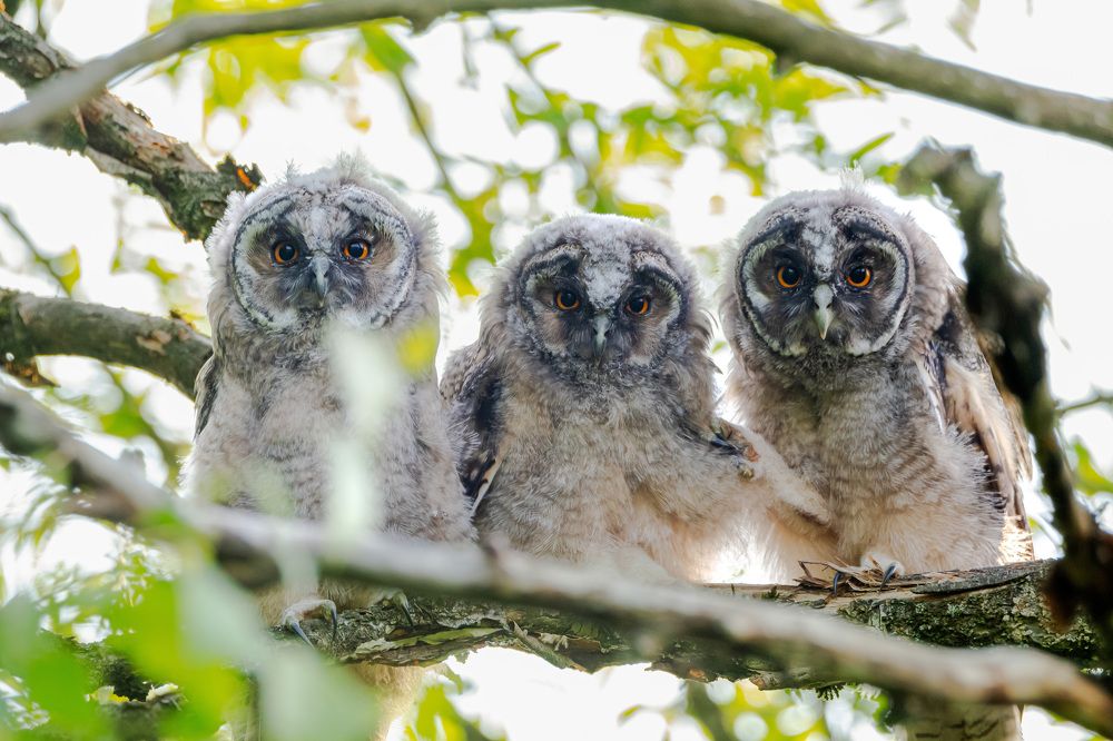Совушки - малышки.