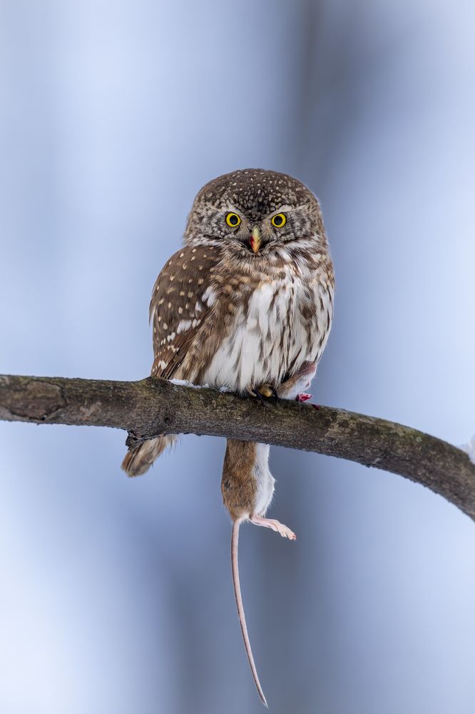 Photograph by Антон Науменко