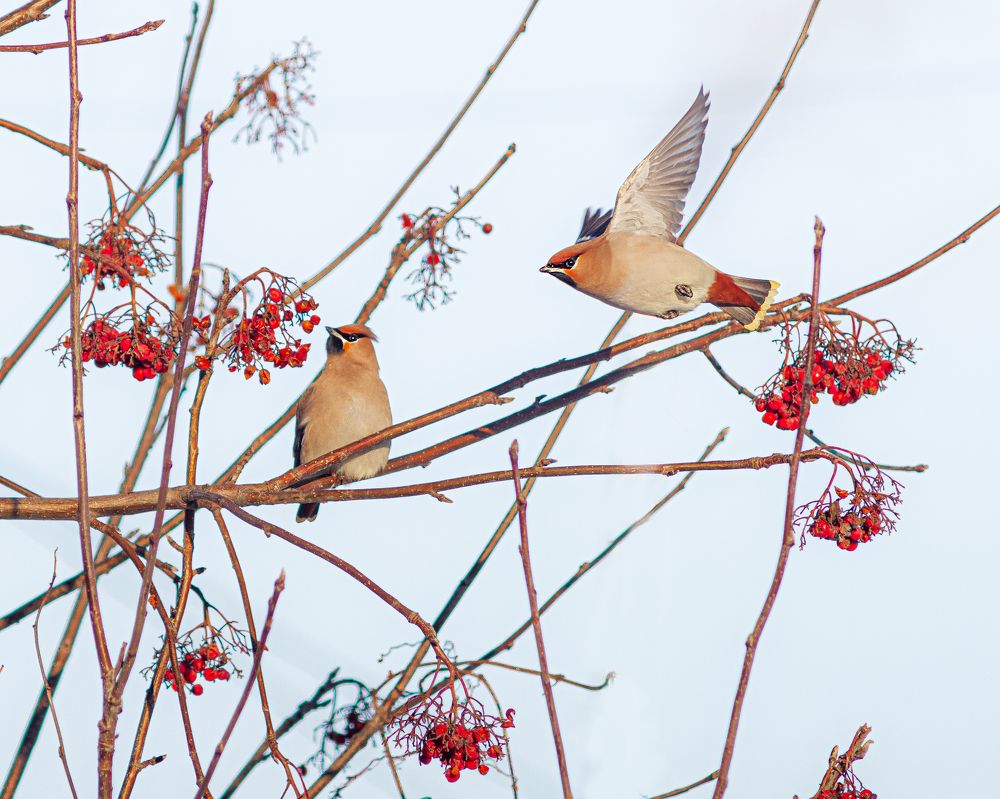Две свиристели