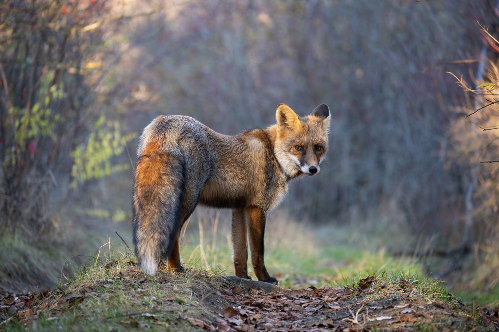 Photograph by Татьяна Жеребцова