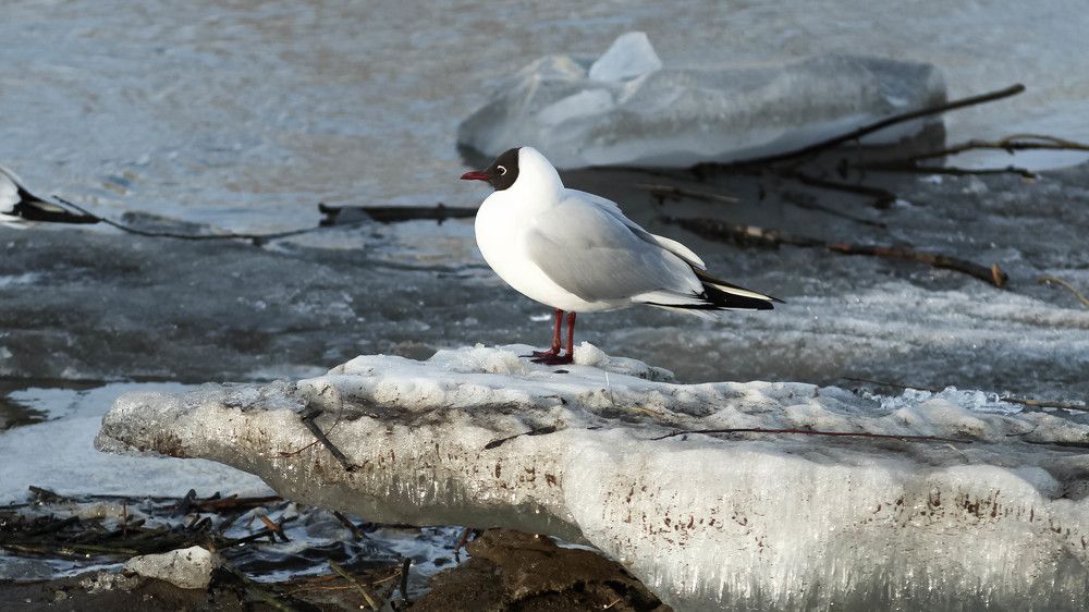 A black-headed gull on a dirty broken ice floe on a spring day