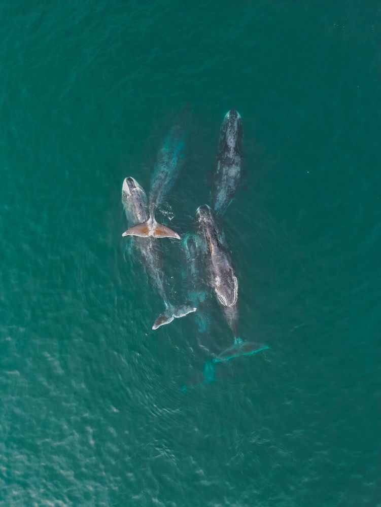 Гренландские киты