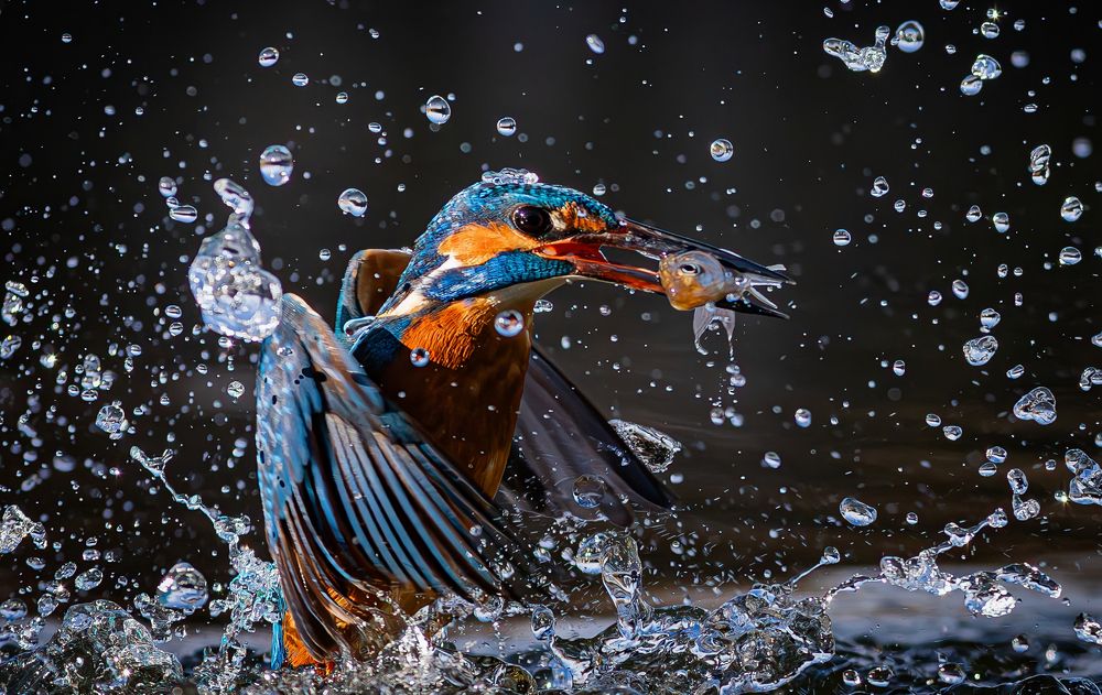 Photograph by Erika Katics