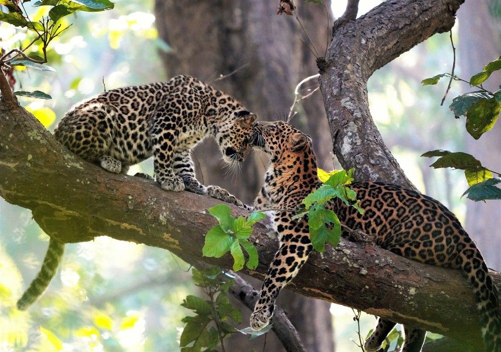 Photograph by Nirmalya Chakraborty