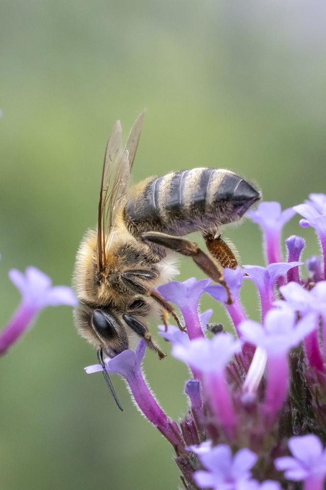 Photograph by Stamen Sotirov