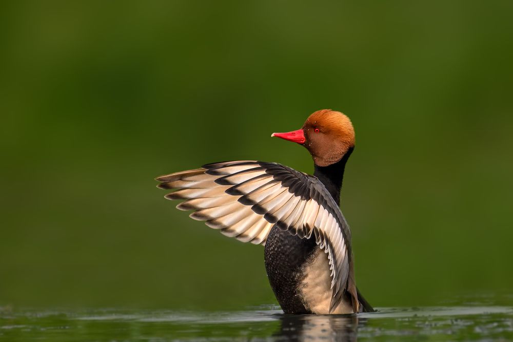The red-crested pochard