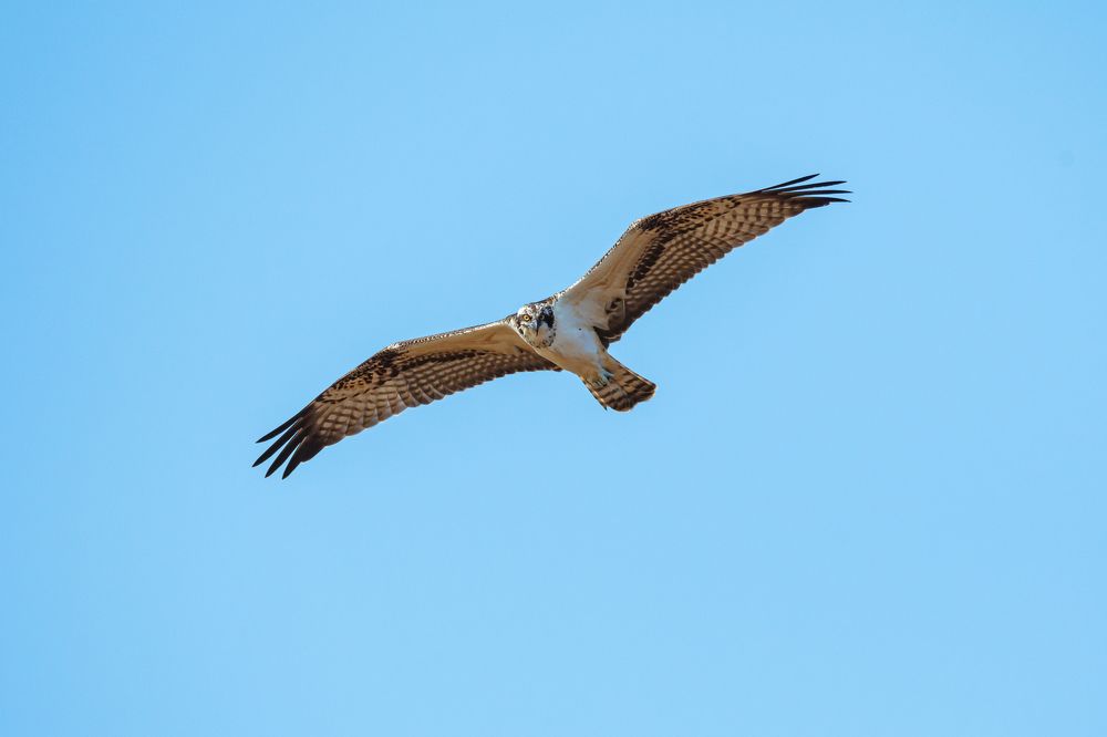Скопа на пролёте.