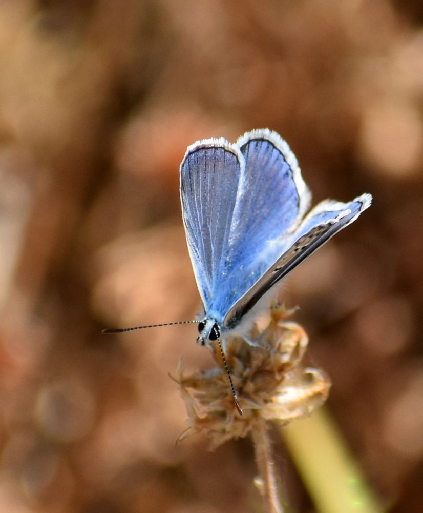 Photograph by Chrissanthi Papadopoulou