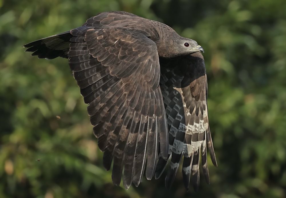 Oriental Honey Buzzard