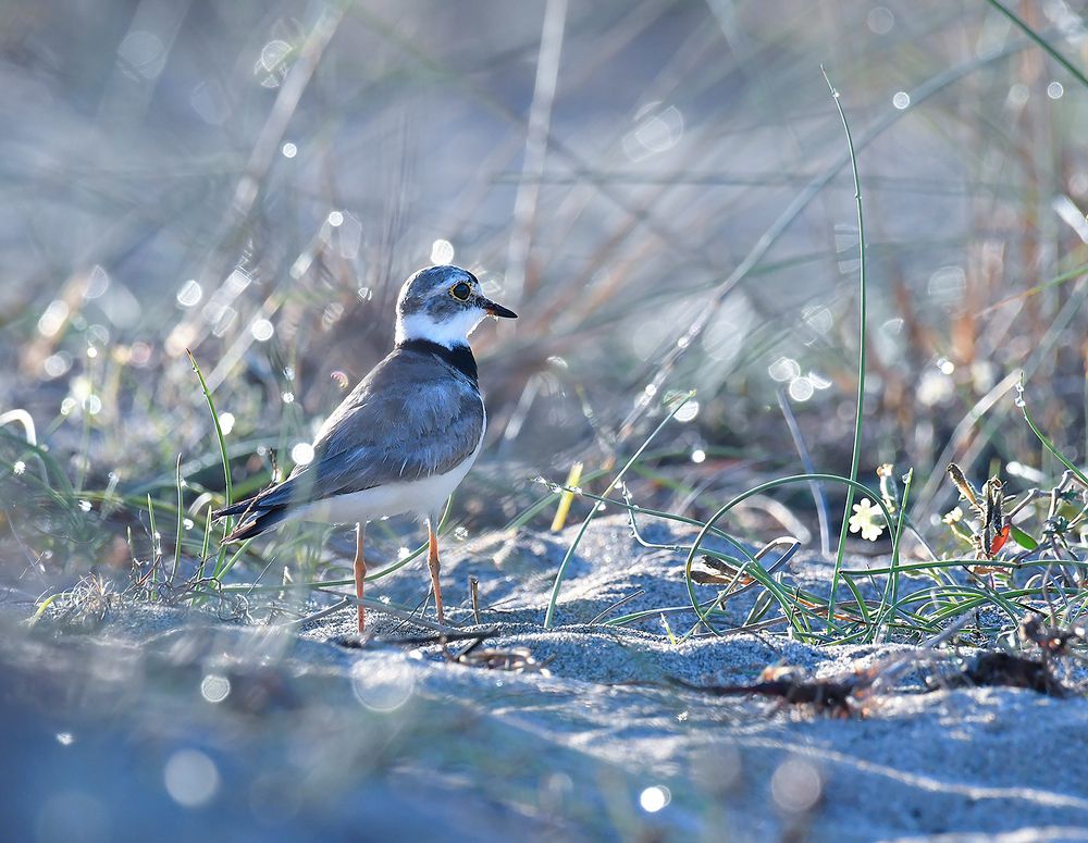 Фотография автора Алла Кожевникова