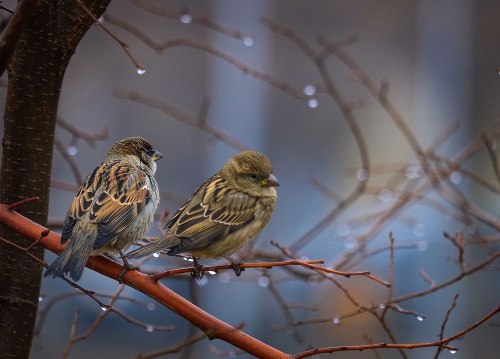 Photograph by Татьяна Ломоносова