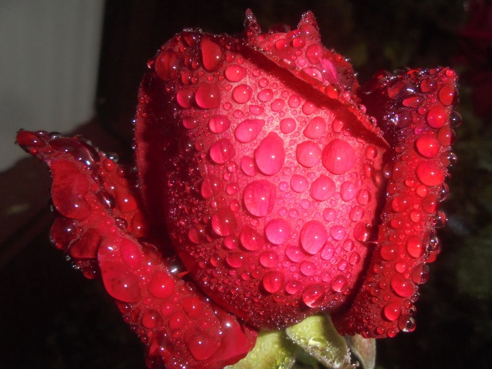 Photograph by Лилия Исхакова