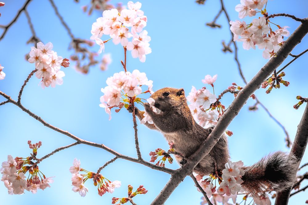 Фотография автора Aliace uesan