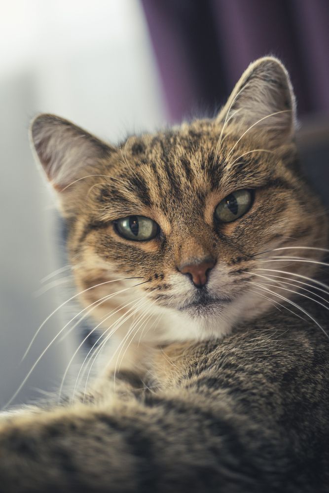 Кошка по кличке "пискля"