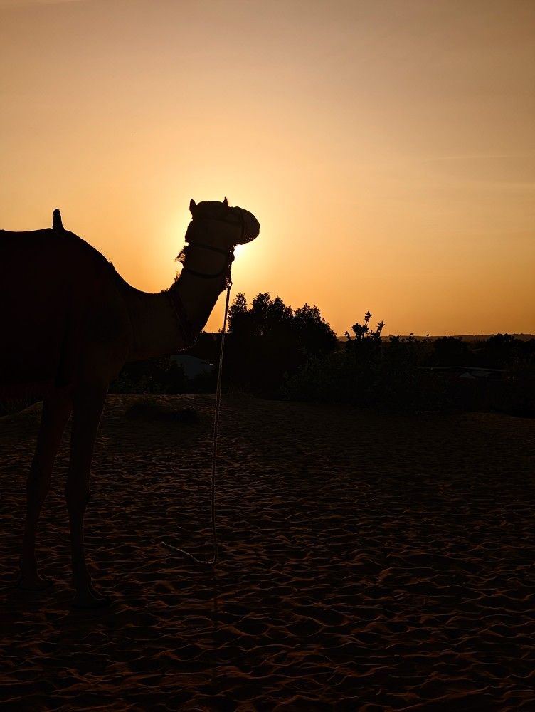 Silhouette sands: Camel gracefully bathed in the setting sun's embrace.