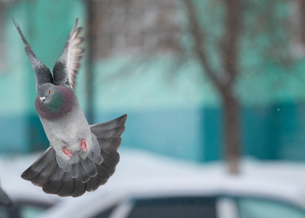 Голуби в городе