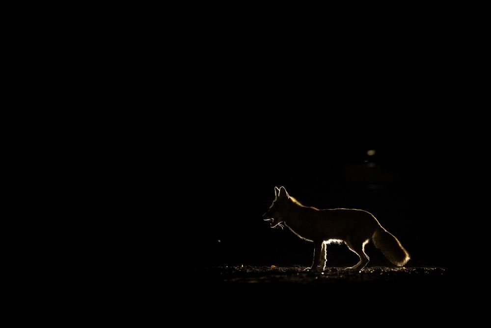 Фотография автора HITESH PATEL