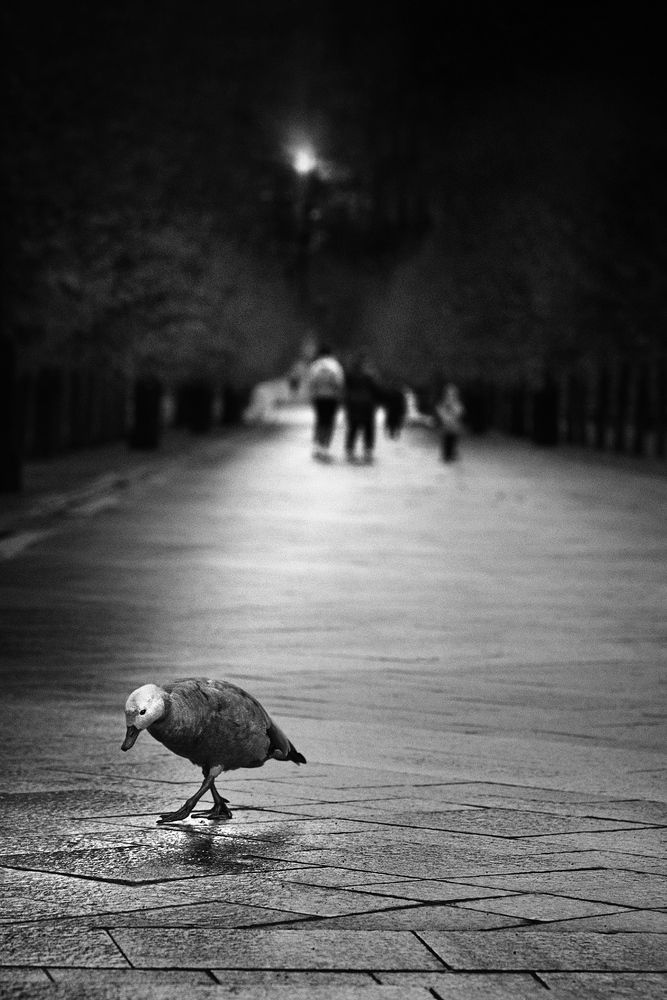 Photograph by Vera Trandina