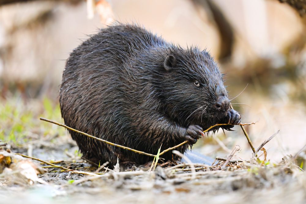 Photograph by Татьяна Шаньшина