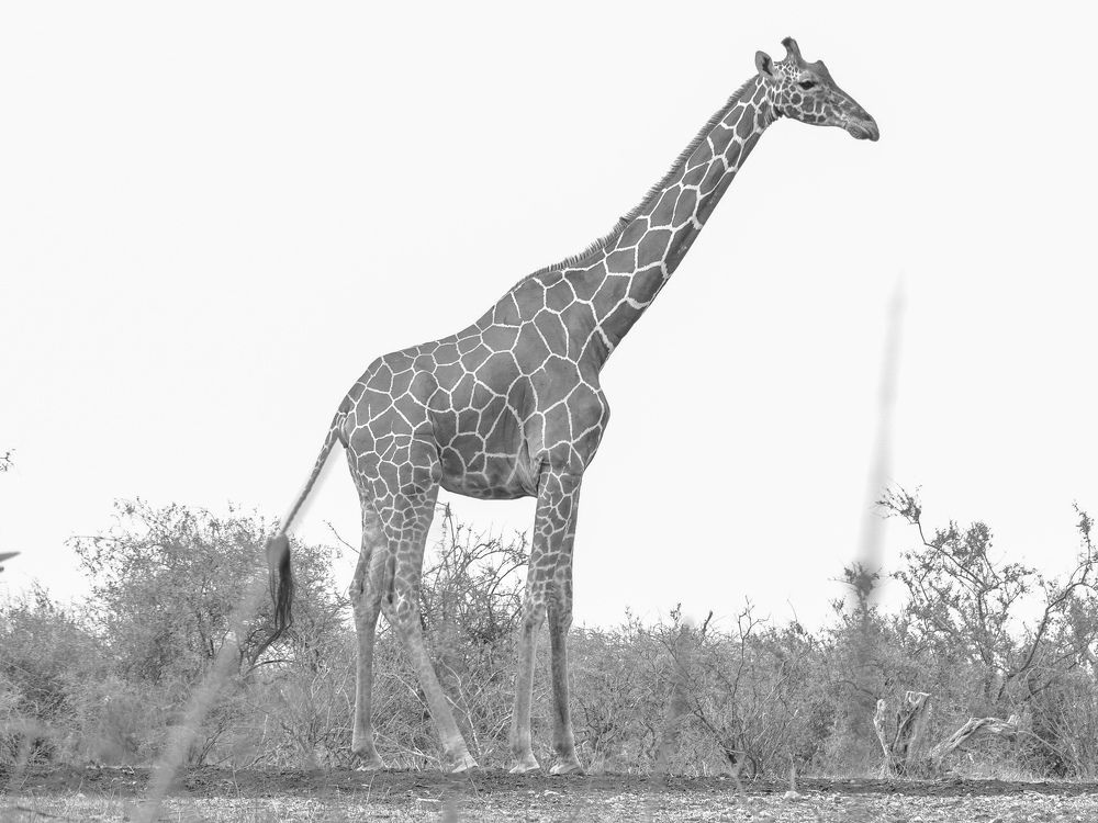 Photograph by Rex Mutikwa