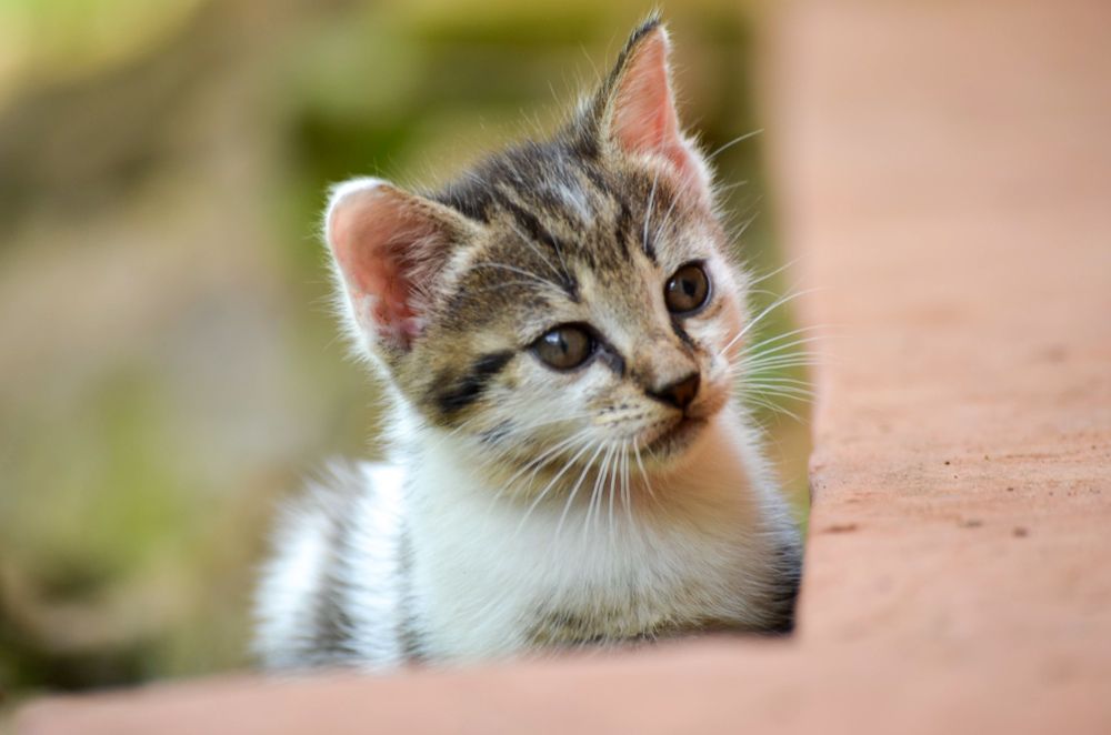 Photograph by Rex Mutikwa